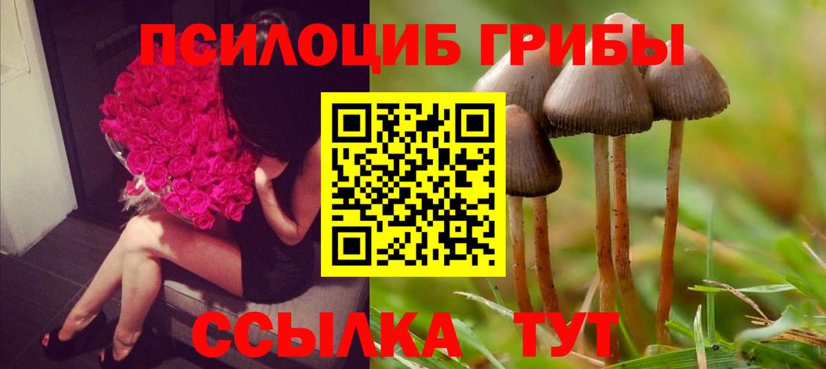 Псилоцибиновые грибы Psilocybe Кандалакша
